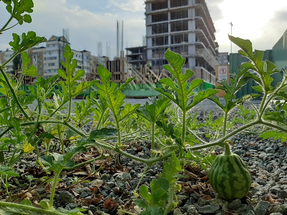 Слайд о проекте 23